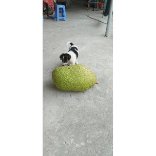 Mít Thái chín cây nguyên trái