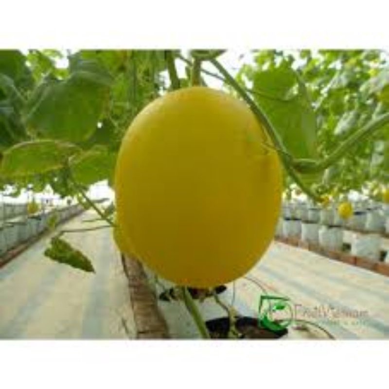 HẠT GIỐNG DƯA HOÀNG KIM F1