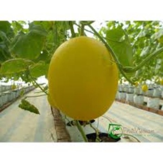 Hạt giống dưa hoàng kim f1