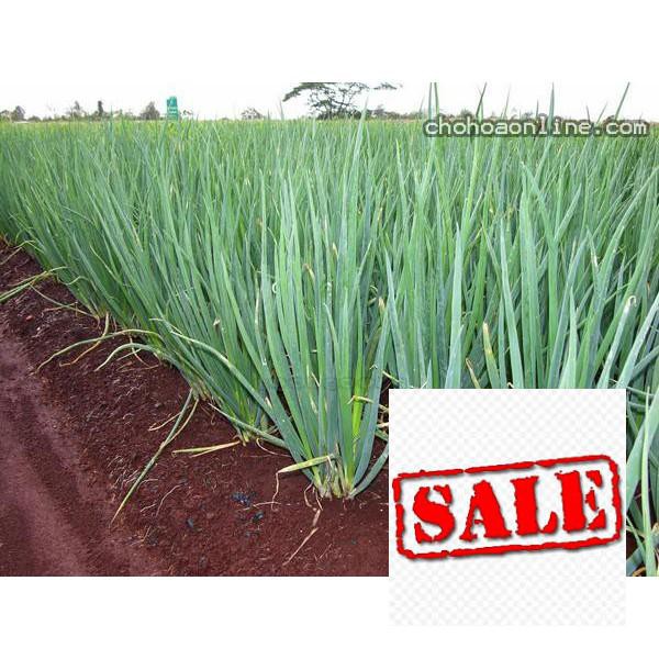 5 gr giống hành ta  SALE
