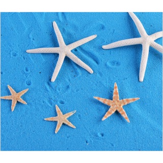 Sao biển trắng trang trí