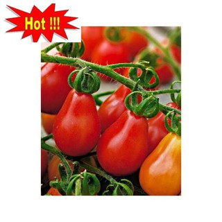 Hạt giống cà chua lê quả đỏ gói 30 hạt