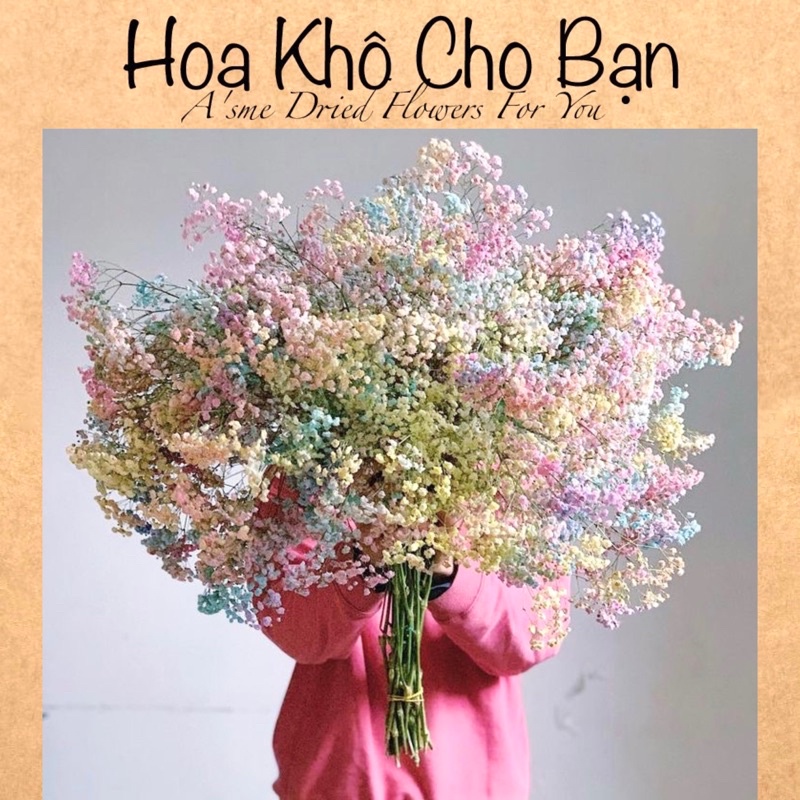 Hoa Baby Ướp Khô (Gypsophila) *Có rất nhiều màu mới về* cập nhật mỗi ngày!!! 💜FREESHIP🤍 Hoa khô trang trí