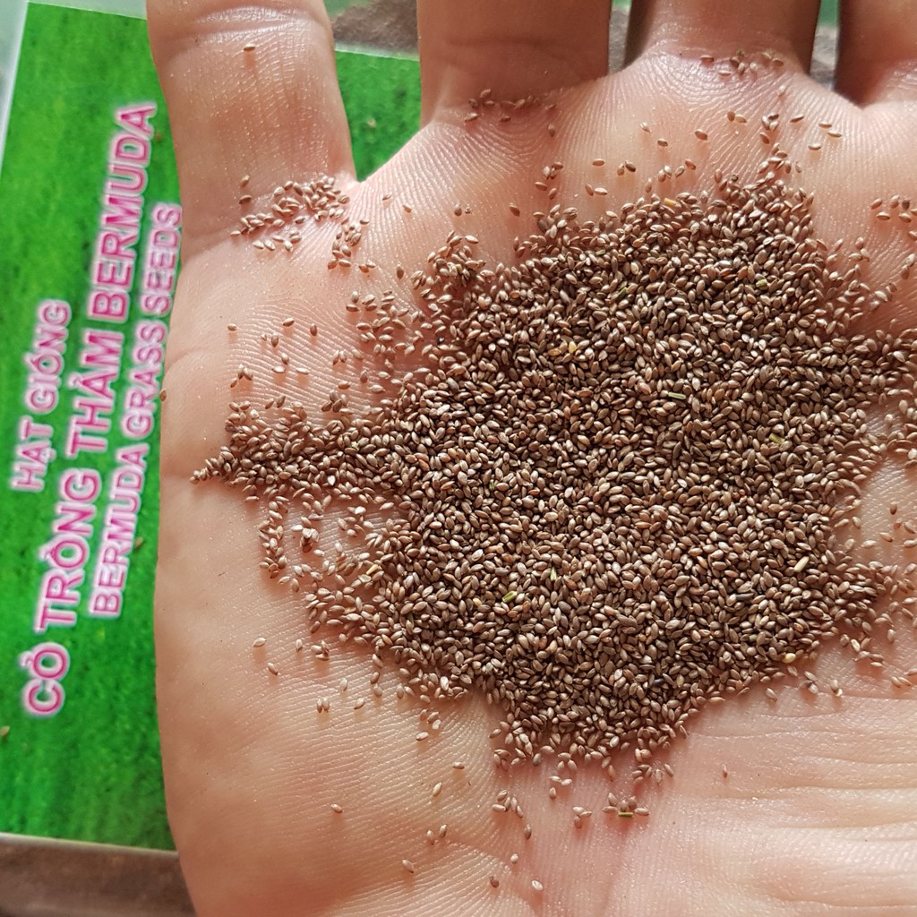 Hạt Giống Cỏ Bermuda  Cỏ Ống, Cỏ Chỉ Trồng Trang Trí Sân Vườn