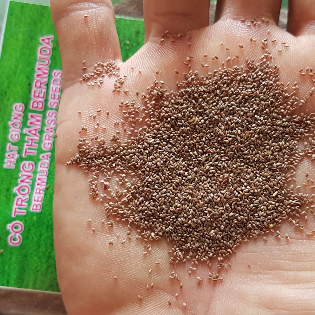 Hạt Giống Cỏ Thảm Bermuda (Gói 200g) Trồng Tiểu Cảnh Sân Vườn