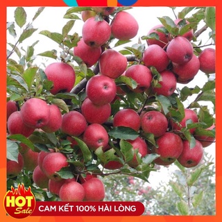Cây Giống Táo Đỏ Lùn F1 Cây Ghép Nhanh Ra Quả