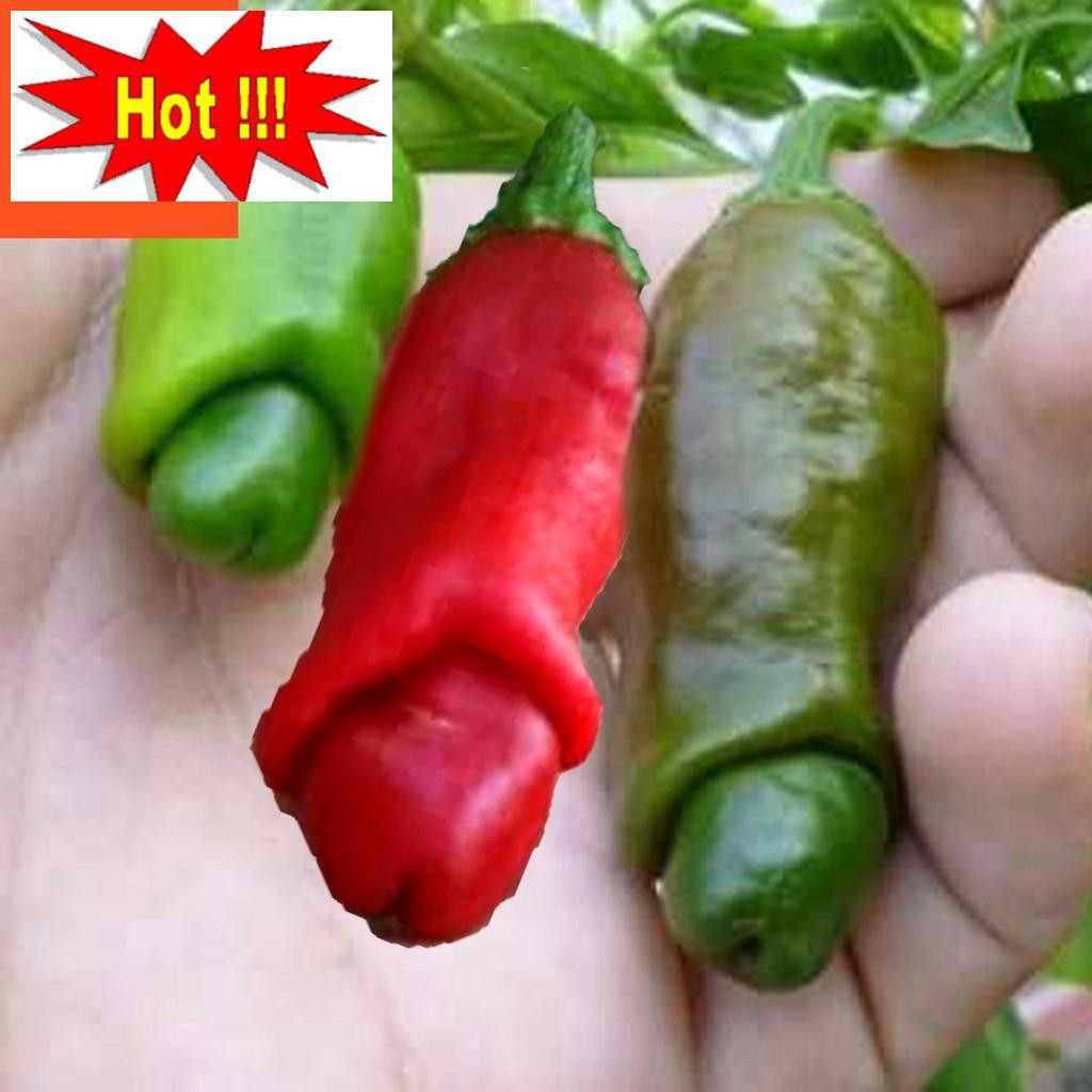 Hạt giống Ớt cu tý (05 hạt)