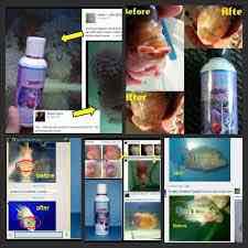 BACTA XỬ LÝ NẤM LỞ LOÉT MỜ MẮT Ở CÁ CẢNH CZ8