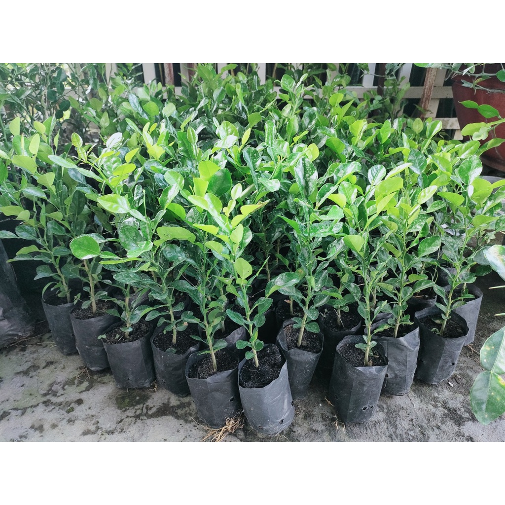 Cây chanh thái. cây chúc,cây lá số 8 giá 20k/cây