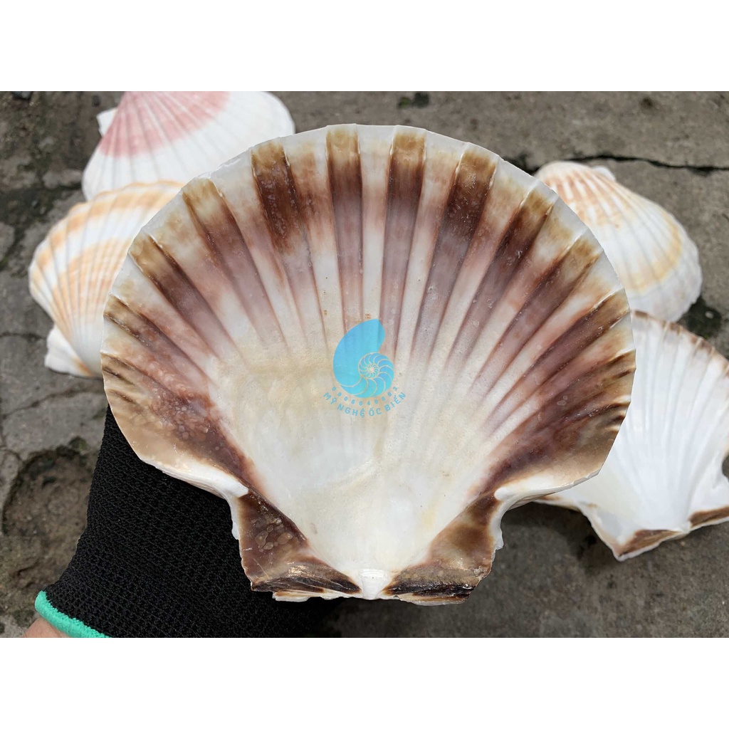 Vỏ Sò Điệp đẹp trang trí bể cá, bàn làm việc, phòng khách, chụp hình, Đế đốt hương trầm..
