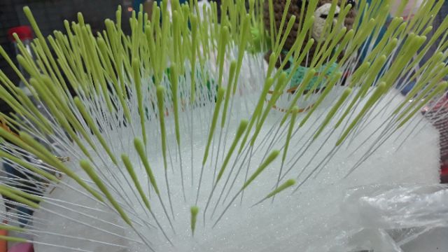 Nhị xanh, nhụy cam hoa mai hoa đào