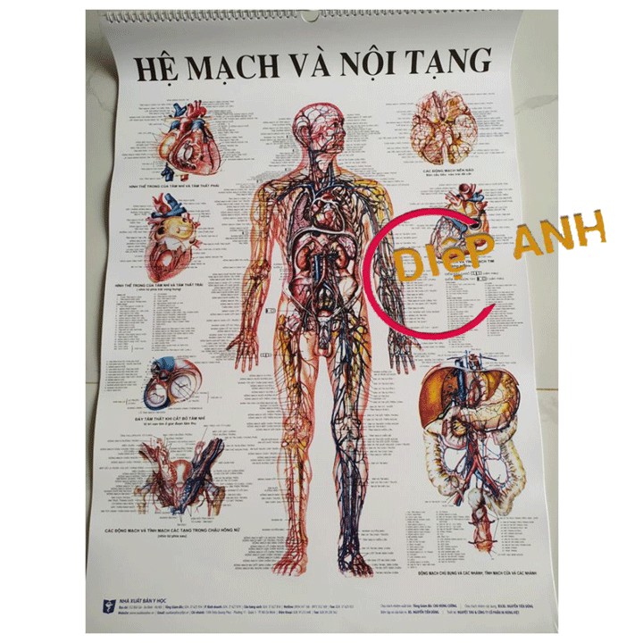 {TRANH NHÀ XUẤT BẢN} Bộ 13 tranh giải phẫu các hệ cơ quan trong cơ thể con người- TIẾNG VIỆT RÕ NÉT- CHI TIẾT- SINH ĐỘNG