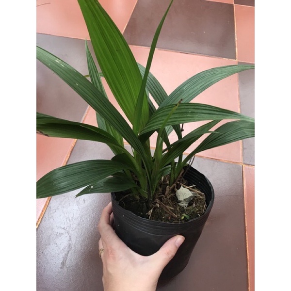 Cây địa lan / lan chu đỉnh tím