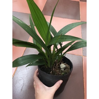 Cây địa lan / lan chu đỉnh tím