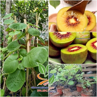 Giống kiwi ruột vàng