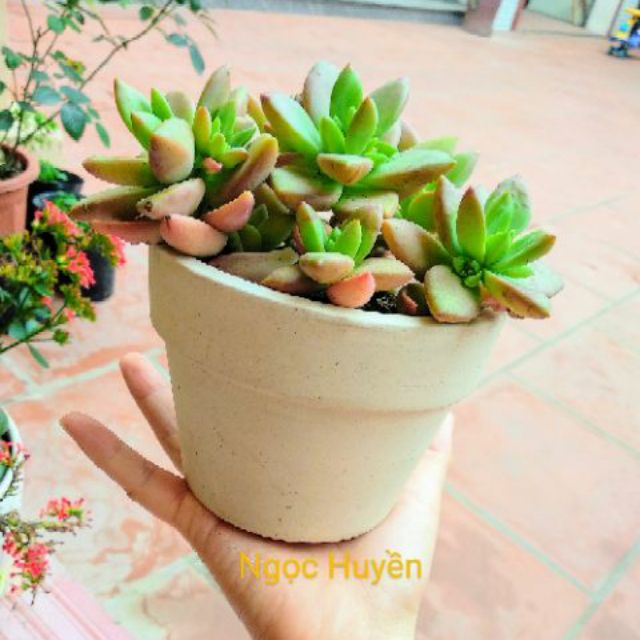 Combo 5 chậu đất nung trồng sen đá, xương rồng cây mini- size 7cm