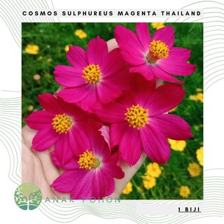 Hạt giống hoa Cosmos Sulphureus Magenta Thái Lan 30h