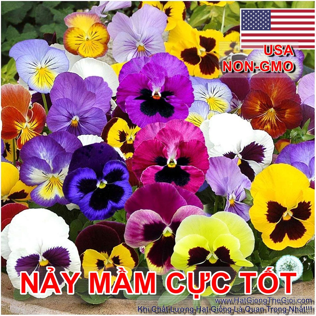 20h Hạt Giống Hoa Păng Xê Pansy Mix Màu (C5.304| B21*V74)