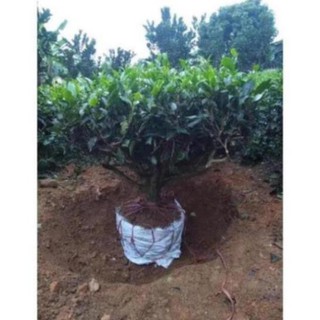 Gốc Chè cổ Bonsai 15-25 năm [Siêu sạch]