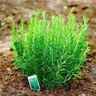 Hạt giống Cây Hương thảo