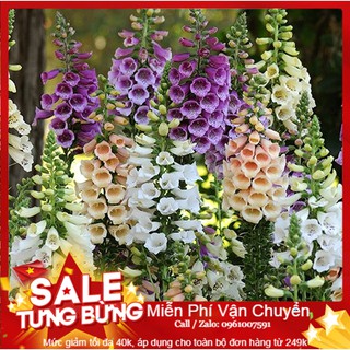 Hạt Giống Hoa Mao Địa Hoàng - 50 Hạt