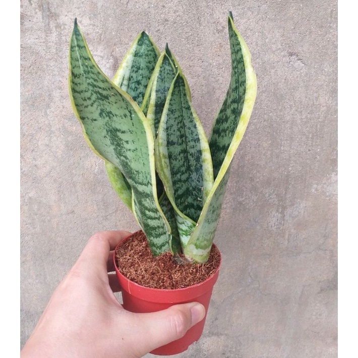 cây lưỡi hổ thủy sinh nền cỏ chậu thủy tinh cao cấp ,cây phong thủy lọc không khí trấn trạch cao 30-35cm