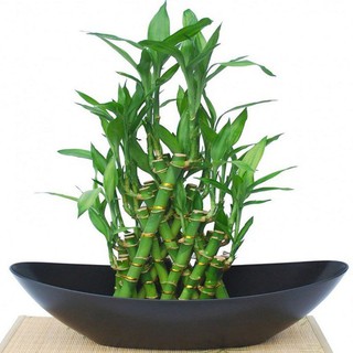 CÂY TRÚC LỘC