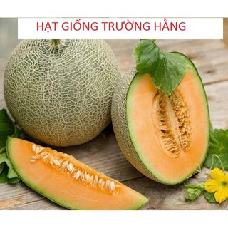 Hạt giống Dưa Lưới Tròn 10 Hạt