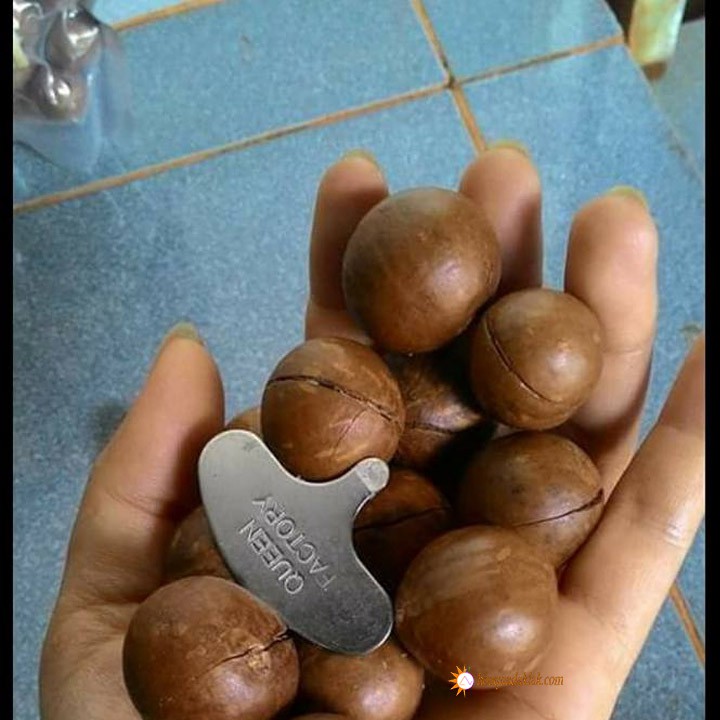 Hạt mắc ca chất lượng 500 gr | BigBuy360 - bigbuy360.vn