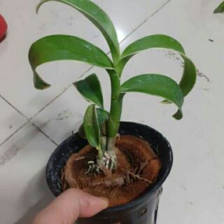 Denro đột biến lá