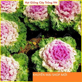 Hạt giống Hoa Bắp Cải Nhiều Màu Có Thể Ăn Được, Trồng Quanh Năm khuyến mại shop mới