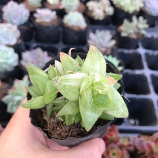 Sen Đá Ngọc Var |FREESHIP| XUẤT XỨ VIỆT NAM, ĐÃ THUẦN KHÍ HẬU, SIÊU KHOẺ ĐẸP, LỖI 1 ĐỔI 1