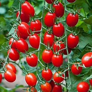 Hạt giống cà chua cherry F1