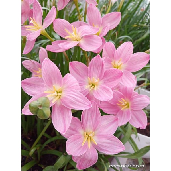 Củ Hoa Huệ Mưa nhiều màu