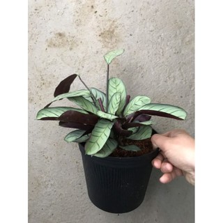 Chậu Đuôi công Amagris size trung