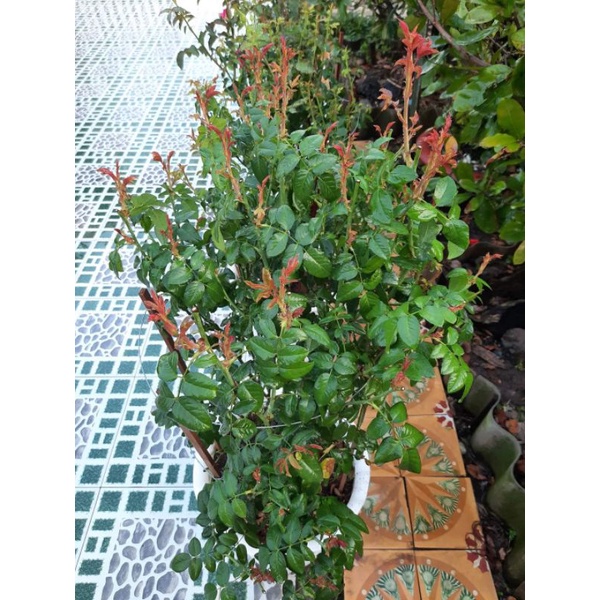 Kích Mầm,Bật Mầm,Dưỡng Lá