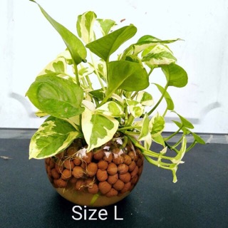 HẠT ĐẤT NUNG TRỒNG CÂY SEN ĐÁ