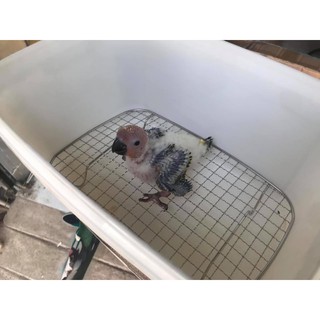 Thùng xách nuôi vẹt con