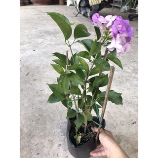 caykiengsadec Lan tỏi + tặng phân bón