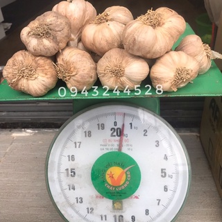 TỎI HẢI DƯƠNG