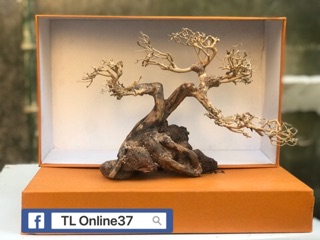 Bonsai bể cá để bàn D28xC19 mini