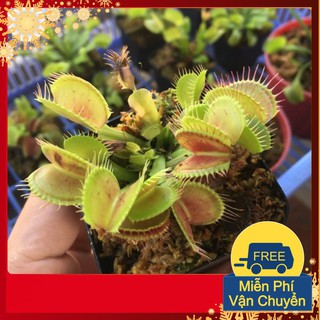 Hạt Giống Cây Ăn Thịt