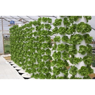 Hạt giống rau xà lách 2gr( xà lách đăm)