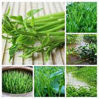#Hạt_Giống_Rau_Muống ( Siêu_Ngọn + lá_tre ). (tặng kèm kích mầm + phân bón )