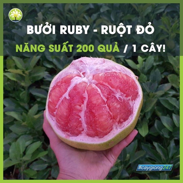 Cây giống bửoi ruby ruột đỏ nhập thái