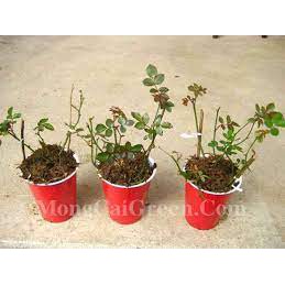 HOA HỒNG CỔ CÂY NGUYÊN BẢN LÊN BẦU ỔN ĐỊNH CÀNH CHIẾT