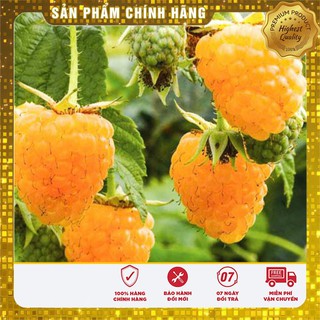 Hạt Giống Mâm Xôi Vàng(10 hạt)