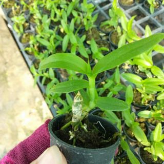 Trầm trắng cây giống
