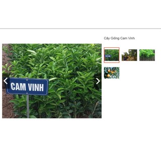 CÂY CAM VINH