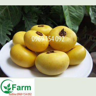 Cây thị cây phong thủy trồng trước nhà